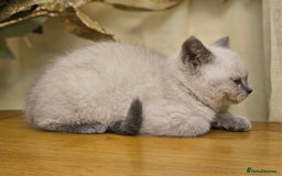 British Shorthair cats for sale: Last 4 male British Short-hair/long hair kittens  - Image 35
