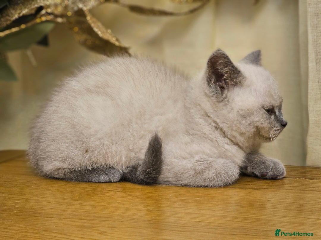 British Shorthair cats for sale: Last 4 male British Short-hair/long hair kittens  - Image 35
