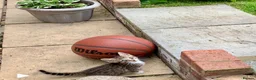 Bengal cats for sale: Beautiful Bengal Cross Kittens in Bexhill-on-Sea - Advert 3