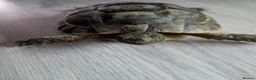 Tortoise reptiles for sale: Spur Thigh tortoises  - Advert 4