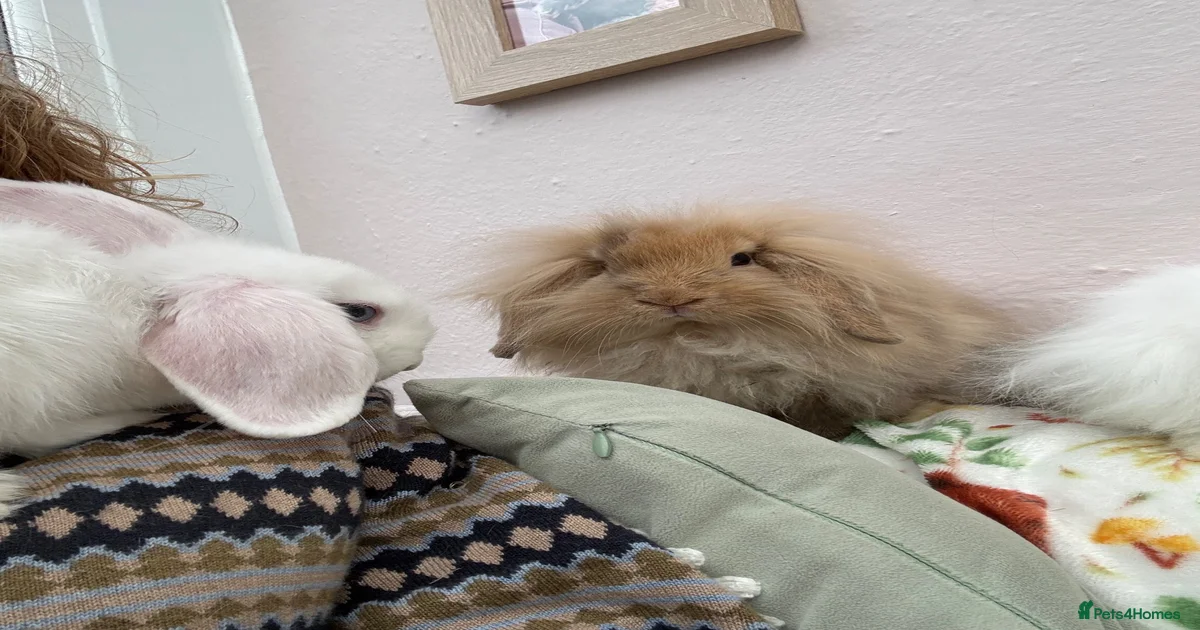 Mini Lop Rabbits for Sale for sale in Cheltenham, Gloucestershire ...