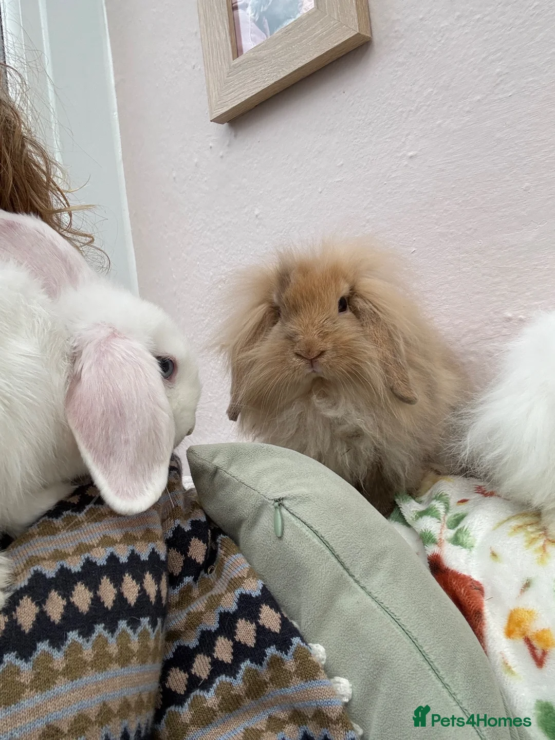 Mini Lop rabbits for sale: Mini lops-vaccinated-raised indoors  - Advert 1
