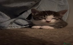 British Longhair cats for sale: Stunning kittens  - Advert 22