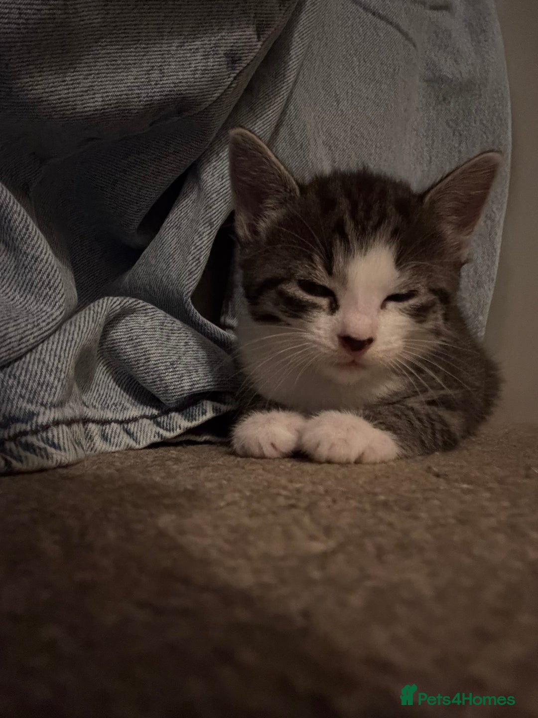 British Longhair cats for sale: Stunning kittens  - Advert 22