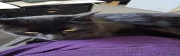 Mixed Breed cats for sale: Brother & sister in Newport - Advert 5