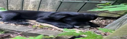 Labrador Retriever dogs for sale: Black Labrador Pups, KC Registered, 2 F, 1 M.  - Advert 14
