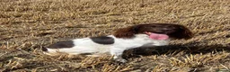 English Springer Spaniel dogs for sale: English springer spaniel puppies  - Advert 4
