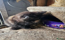 Domestic Shorthair cats for sale: 3 beautiful kittens left - Image 3