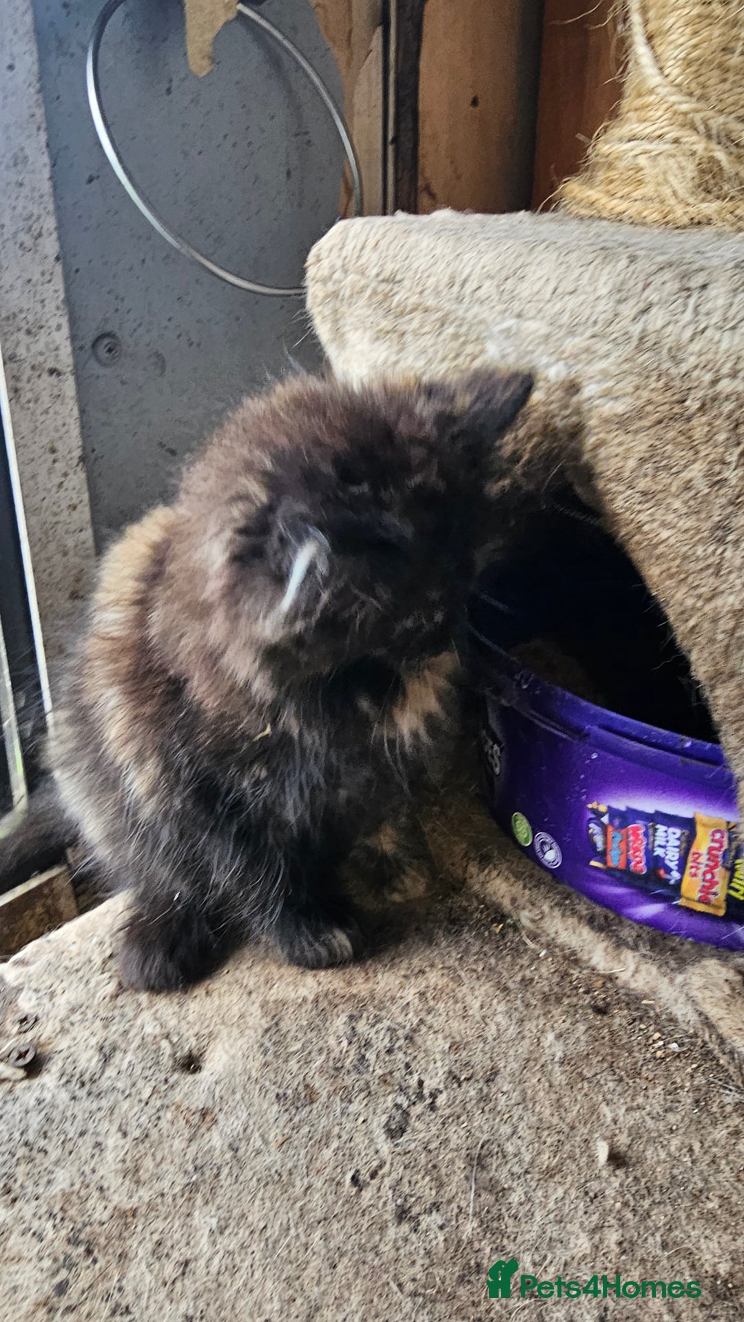 Domestic Shorthair cats for sale: 3 beautiful kittens left - Image 3
