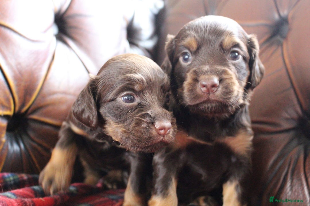 Cocker Spaniel dogs for sale: Stunning KC Working Cocker Spaniel Puppies - Image 22