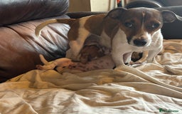 Jack Russell dogs for sale: Jack Russell puppies for sale - Image 18
