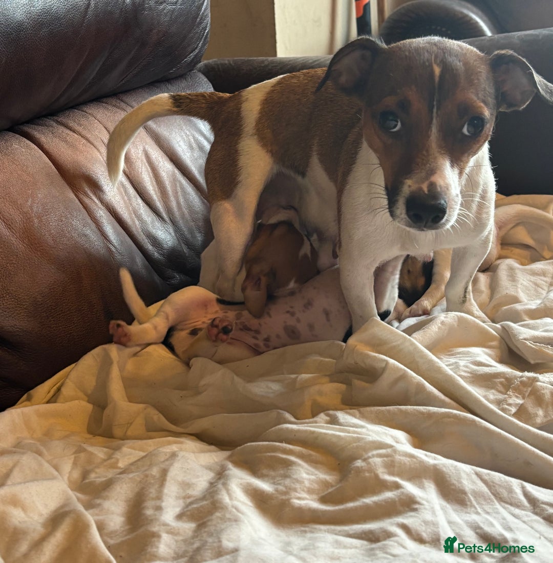 Jack Russell dogs for sale: Jack Russell puppies for sale - Image 18