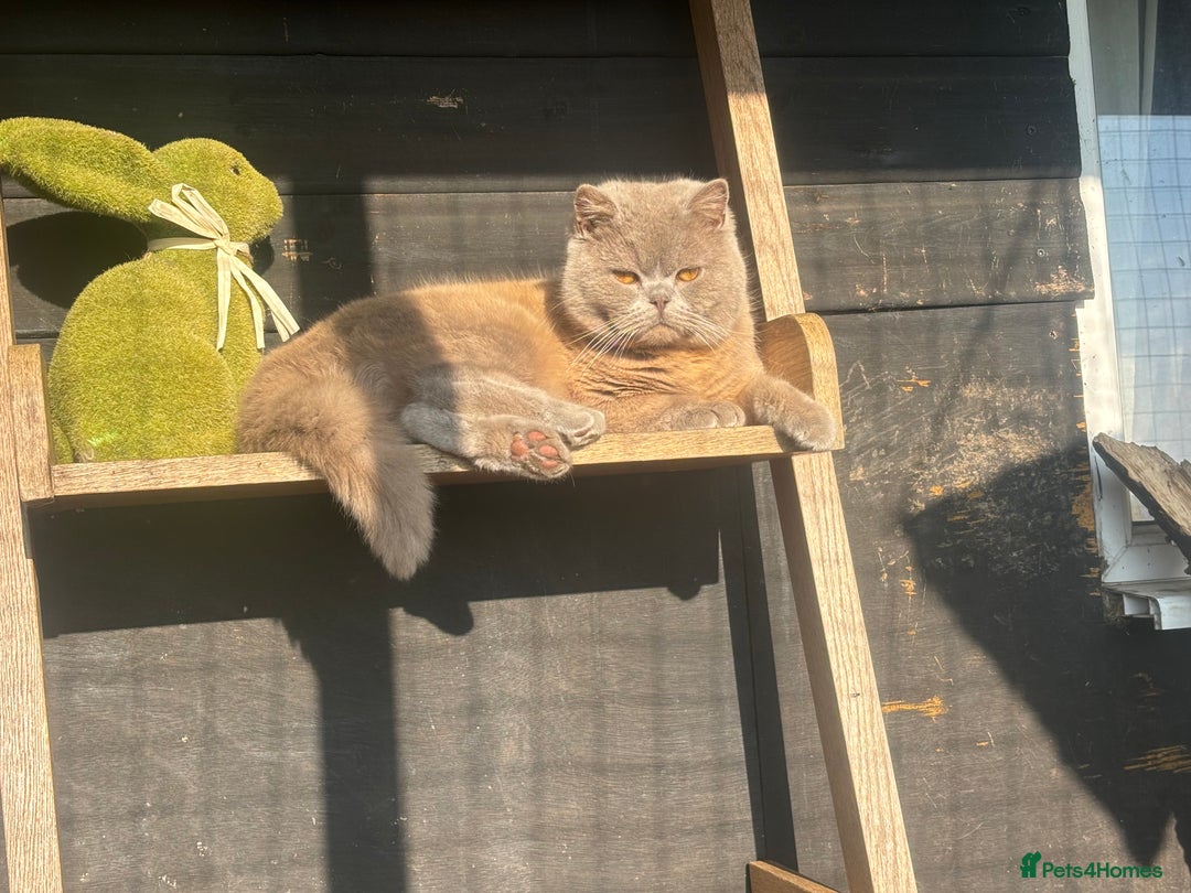 British Shorthair cats for stud: British shorthair proven stud - Advert 5