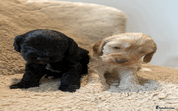 Cockapoo dogs for sale: cockapoo F1 - Image 19
