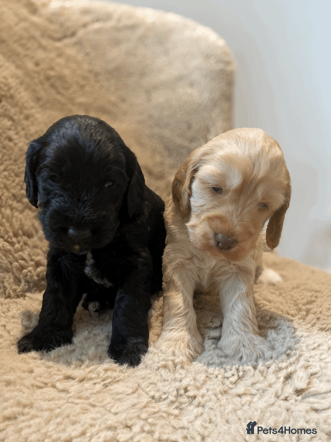 Cockapoo dogs for sale: cockapoo F1 - Image 19