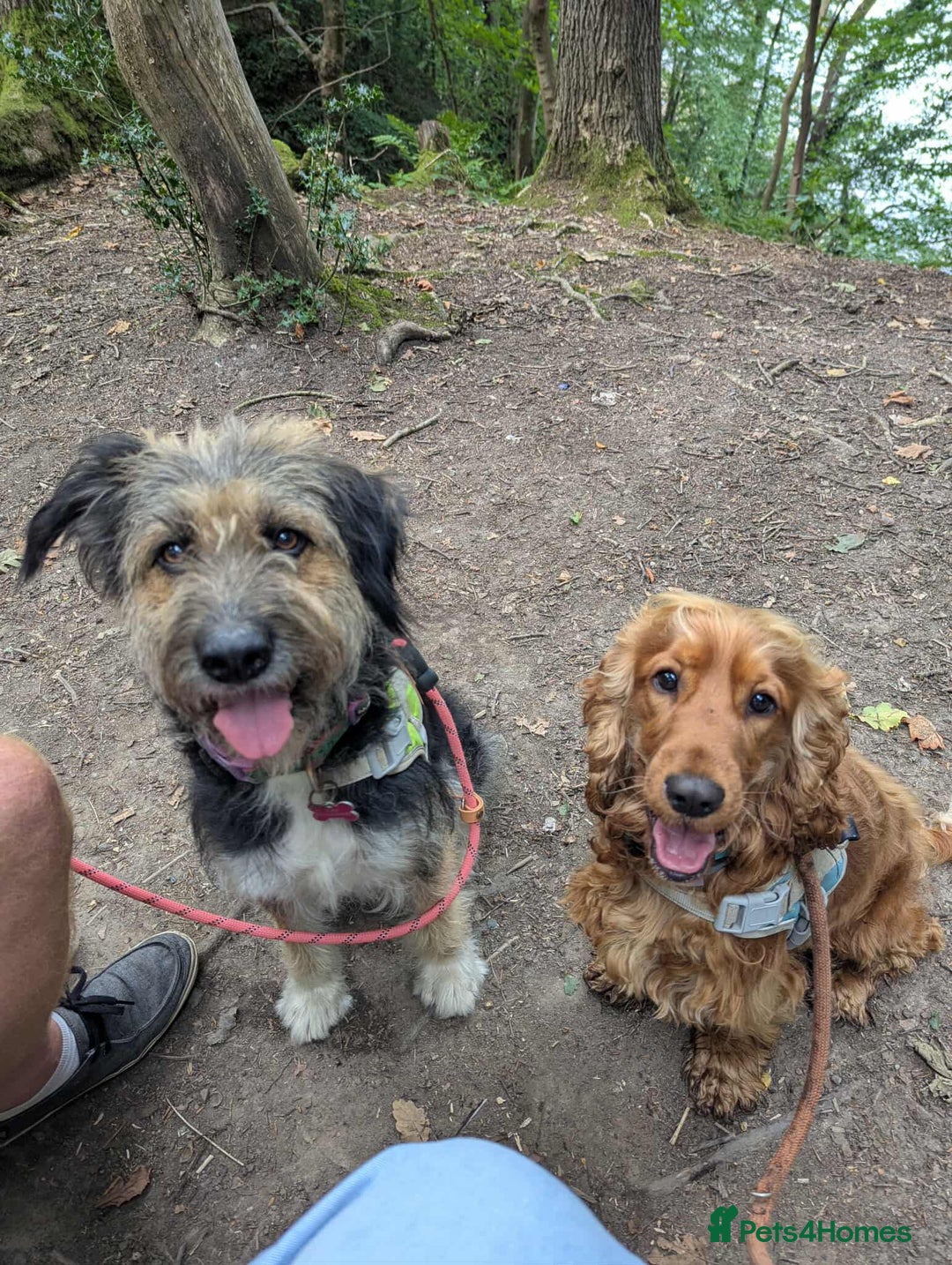 Mixed Breed dogs for adoption: MEET BELLA - Advert 5