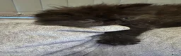 Persian cats for sale: Rare coloured Persian kitten ready to leave - Advert 8