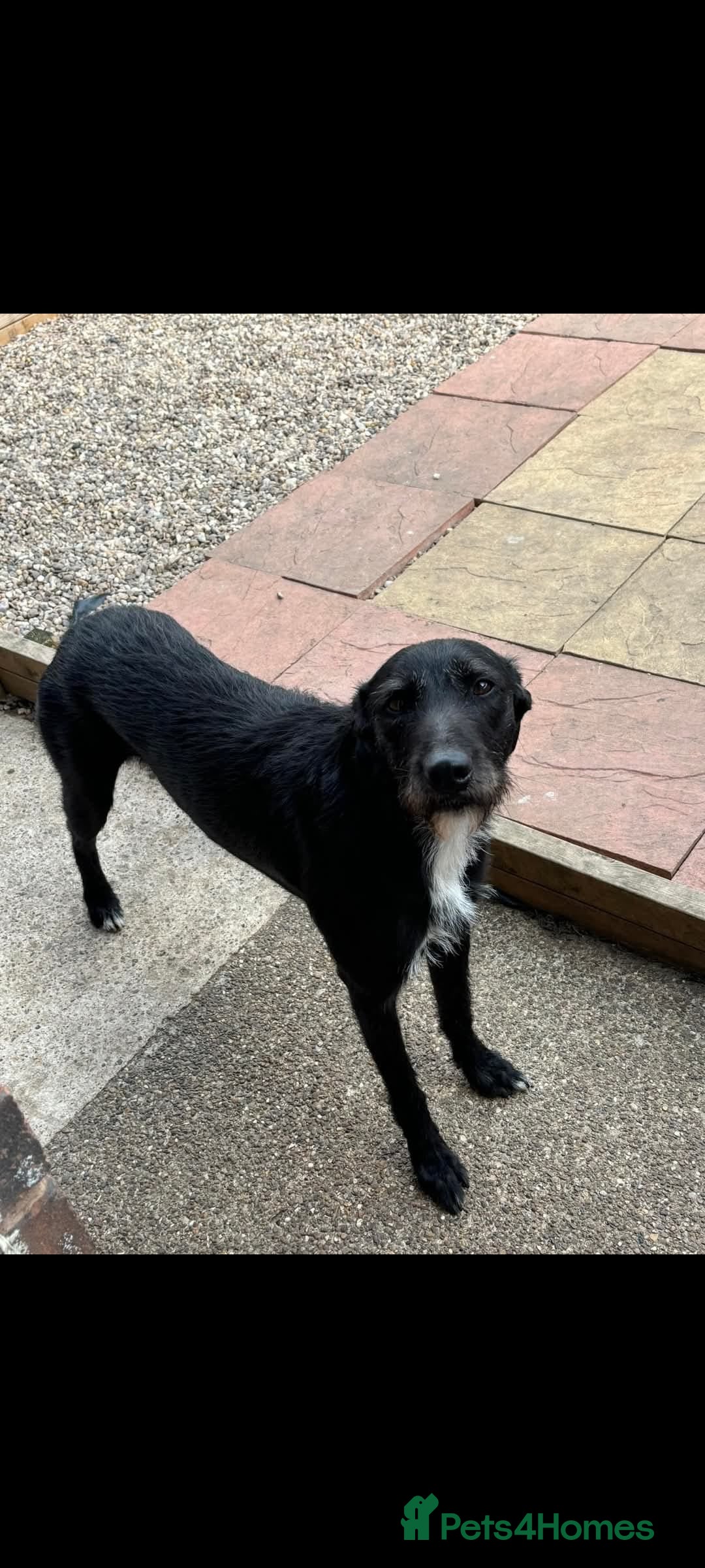 Greyhound Puppies Hancock Lurchers Puppy Farm Hancock Lurchers