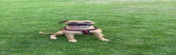 Staffordshire Bull Terrier dogs for stud: 🐾 Handsome Staffy Cross Stud Friendly Dog 🐾 - Advert 5