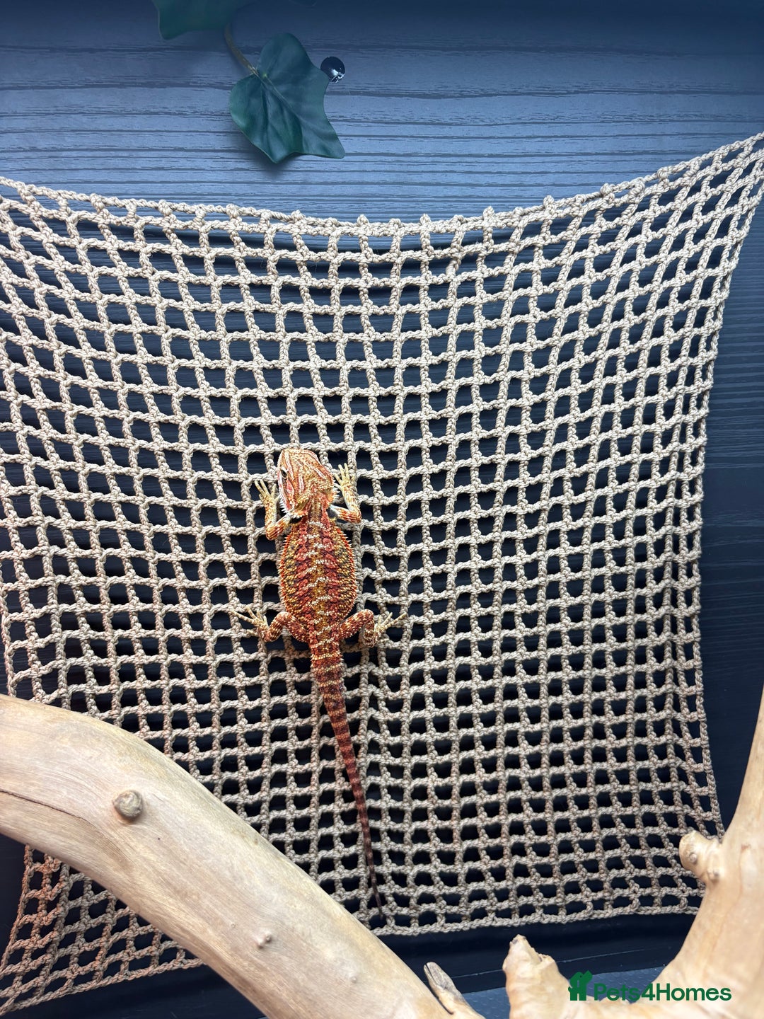 Bearded Dragon reptiles for sale: Young Dragon + Premium Setup *No Offers* Save £££ - Advert 8