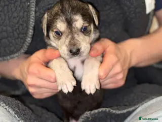 Mixed Breed dogs Mixed boy puppy for sale - Advert 15