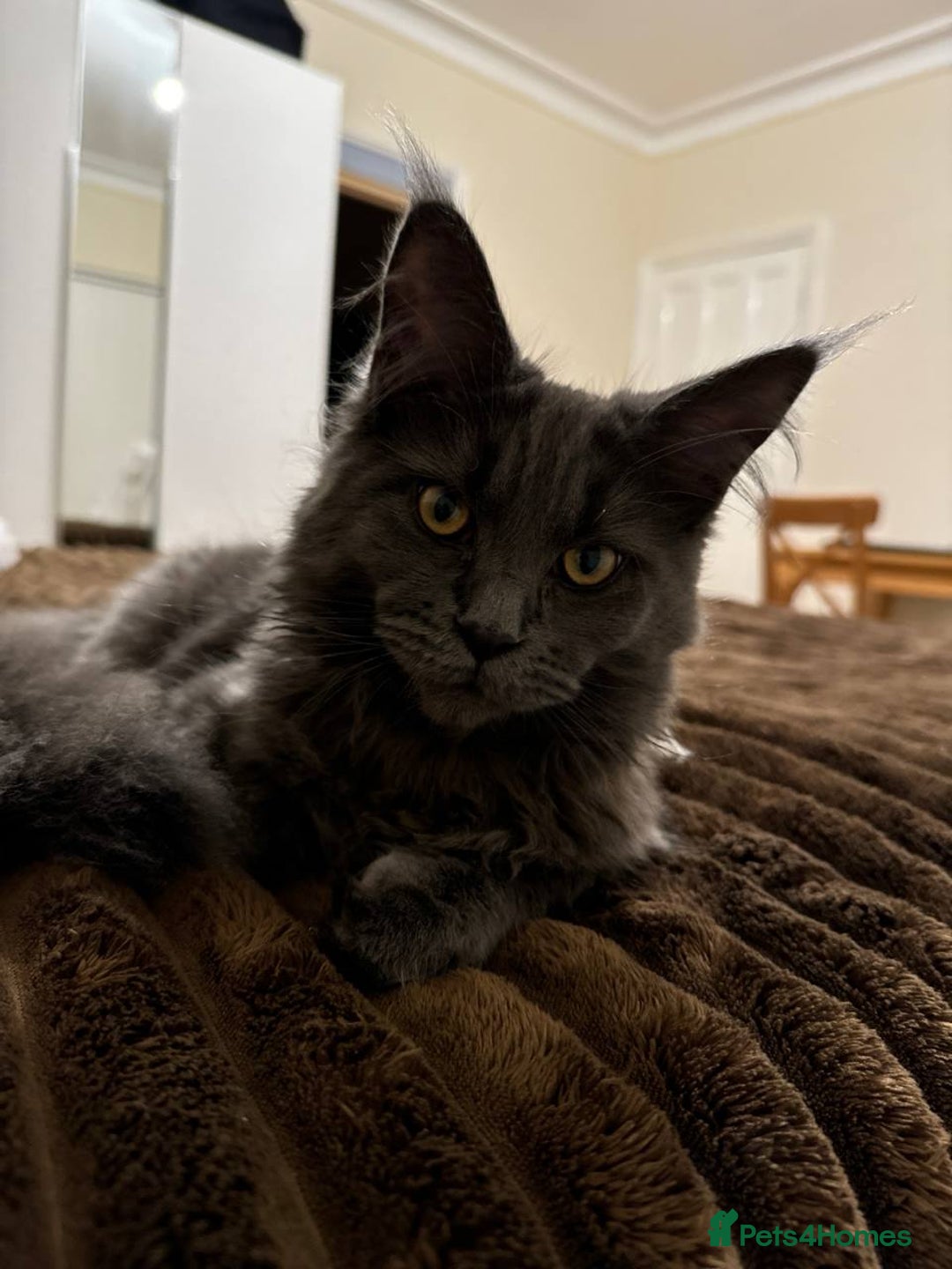 Maine Coon cats for sale: Upcoming Pedigree MaineCoonLitterReservations Open - Advert 12