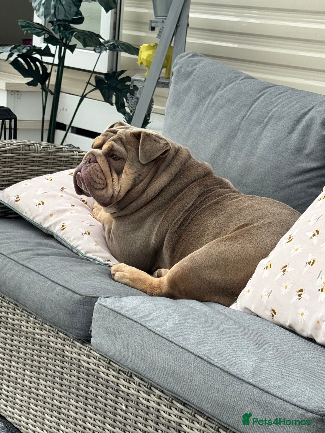 English Bulldog dogs for sale: Beautiful female pedigree bulldog  - Image 4
