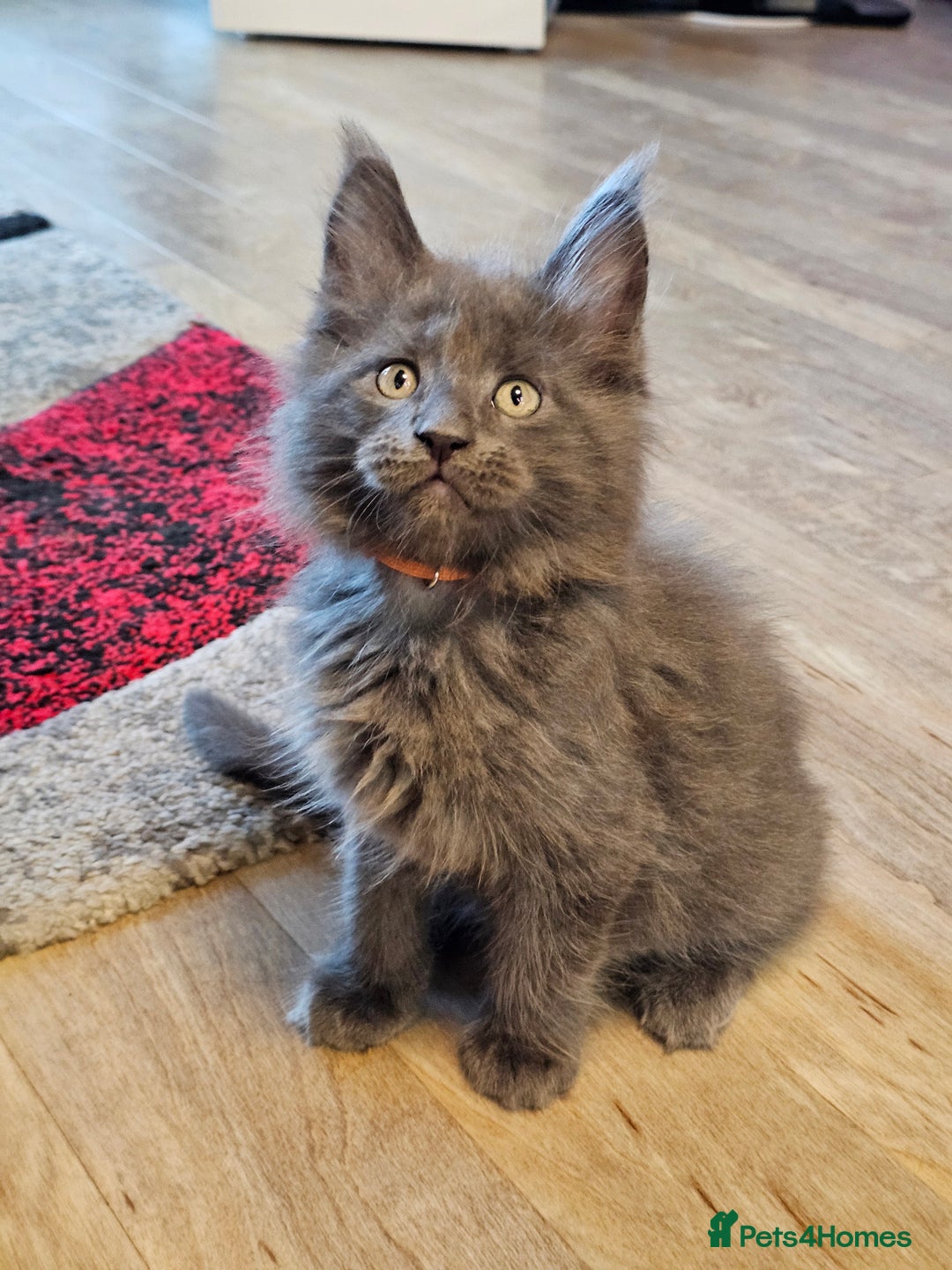 Maine Coon cats for sale: 🔥*Stunning Litter of 8💎Solid Blue Maine Coon*🔥  - Image 7