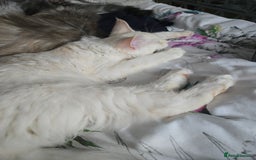 Maine Coon cats for sale: MAINE COON TICA REGISTERED KITTENS READY NOW  - Image 23