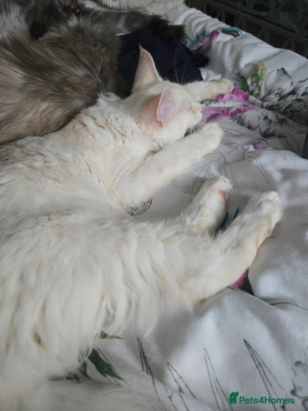 Maine Coon cats for sale: MAINE COON TICA REGISTERED KITTENS READY NOW  - Image 23