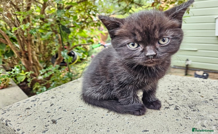 British Shorthair cats - Advert 1