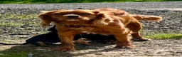 Mixed Breed dogs for sale: Cavalier x kelpie - Advert 11