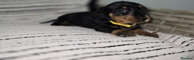 Dachshund Puppy 3