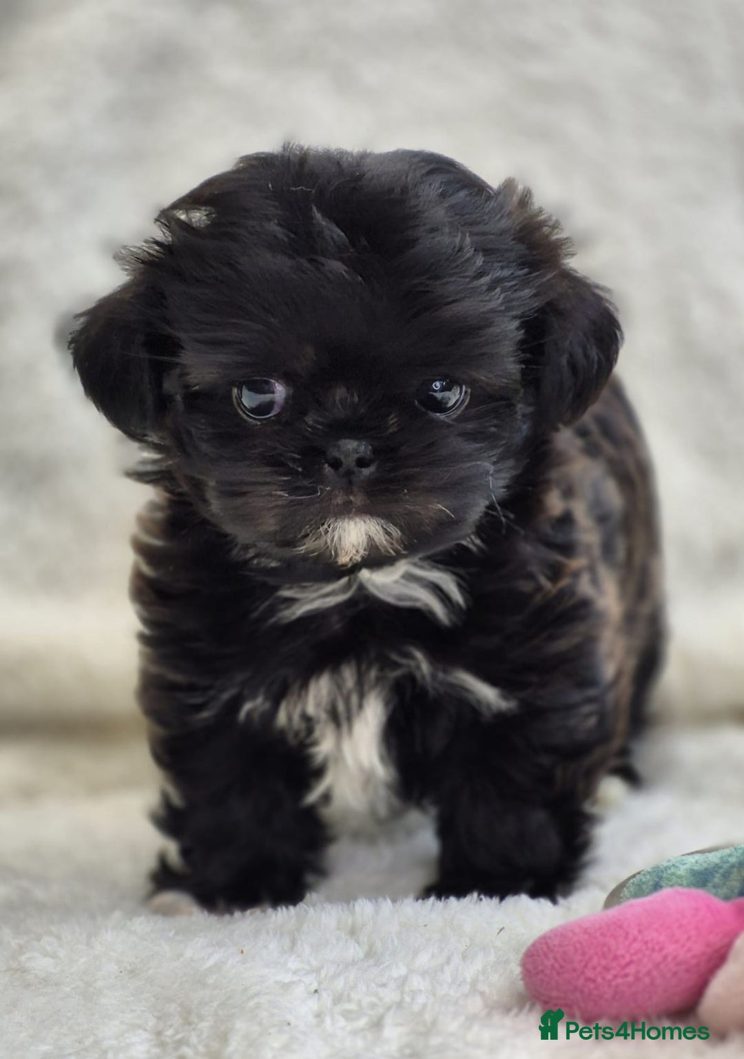Shih Tzu dogs for sale: Gorgeous Small Imperial Shih tzu puppies READY - Image 26