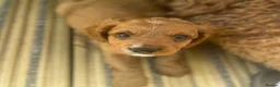 Cavapoo dogs for sale: Dog Trainer’s Cavapoo fur babies   - Advert 6