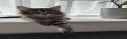 Turkish Angora cats for sale: Cute Turkish Angora x British Shorthair Kitten - Advert 19