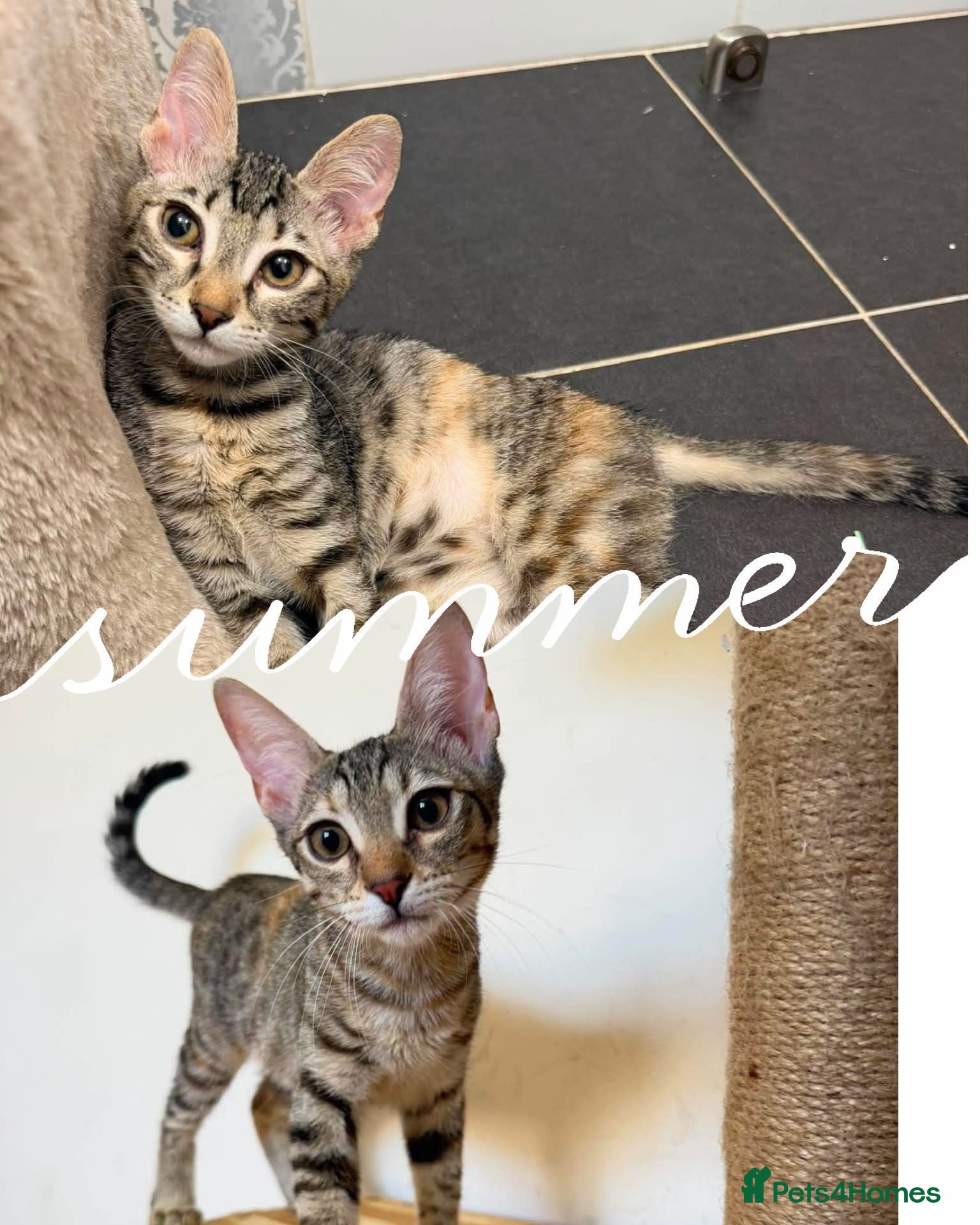 Mixed Breed cats Saffy and Cassie: the cutest duo of troublemakers - Advert 8