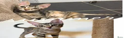 Mixed Breed cats for adoption: Saffy and Cassie: the cutest duo of troublemakers in Beauly - Advert 1