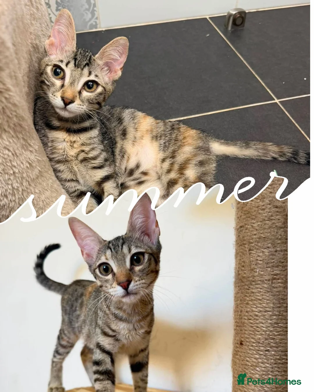Mixed Breed cats for adoption: Saffy and Cassie: the cutest duo of troublemakers in Beauly - Advert 1