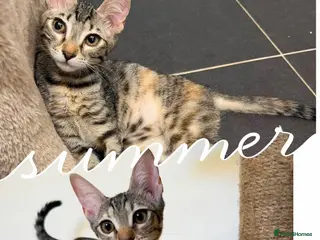 Mixed Breed cats Saffy and Cassie: the cutest duo of troublemakers - Advert 2