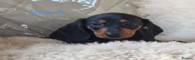 Miniature Dachshund 4