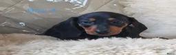 Miniature Dachshund dogs for sale: 🐕🐕6 adorable miniature dashund puppies 🐕🐕 - Advert 9