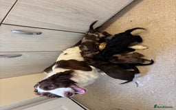 Mixed Breed dogs for sale: Sproodles - Image 9