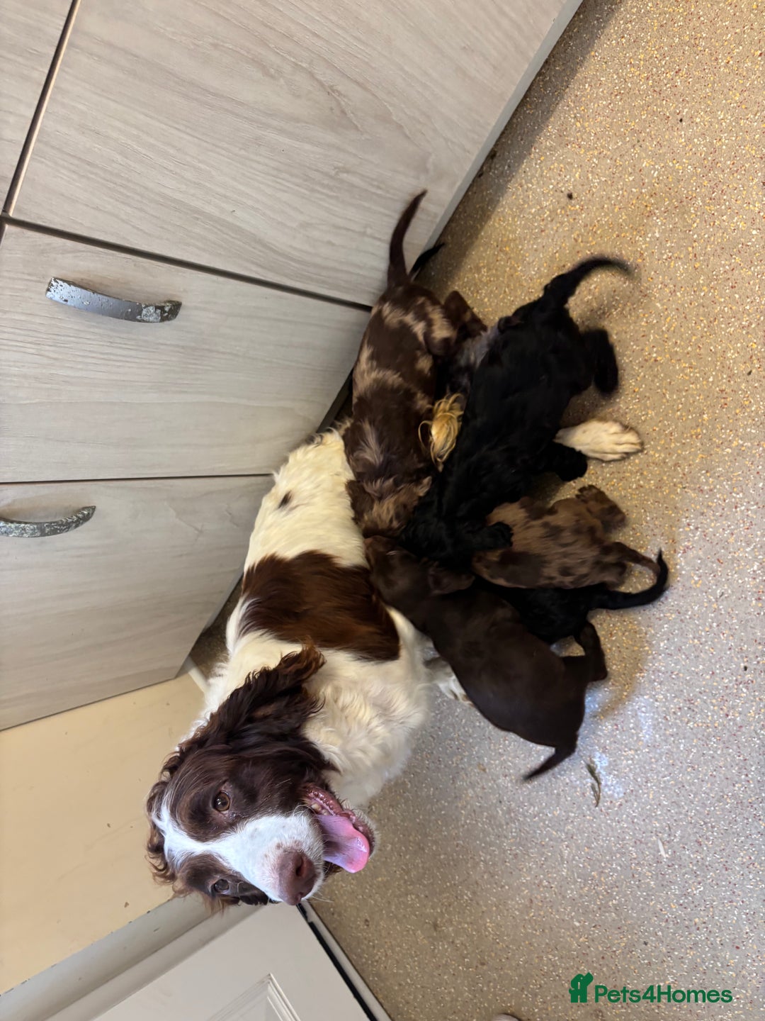 Mixed Breed dogs for sale: Sproodles - Image 9