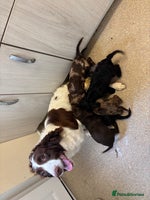 Mixed Breed dogs - Advert 9