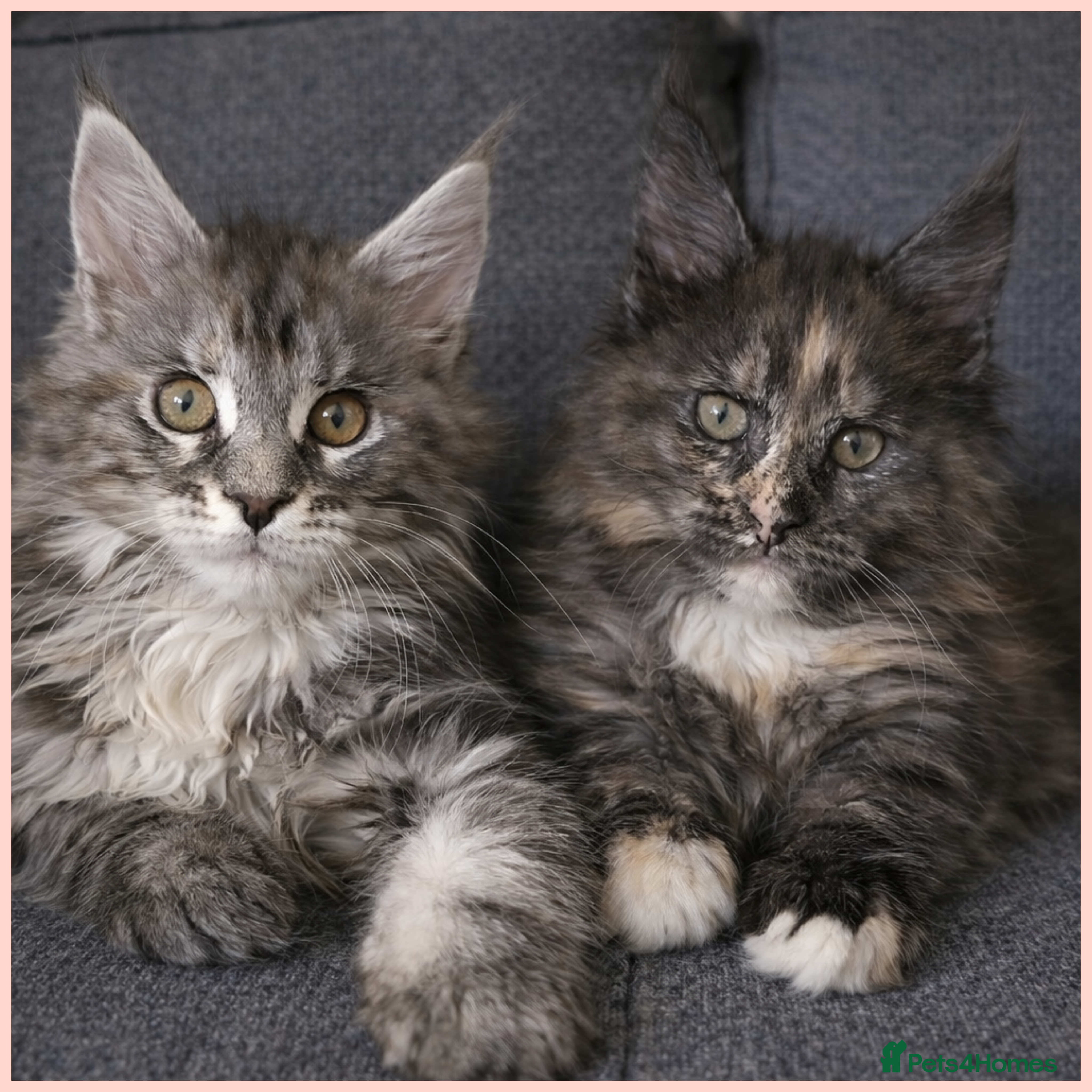 Maine Coon cats 😻😻😻 Only 2 girls Maine Coon kittens left 😻😻😻 - Advert 4