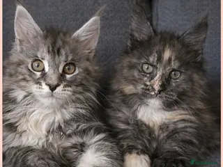 Maine Coon cats 😻😻😻 Only 2 girls Maine Coon kittens left 😻😻😻 - Advert 4
