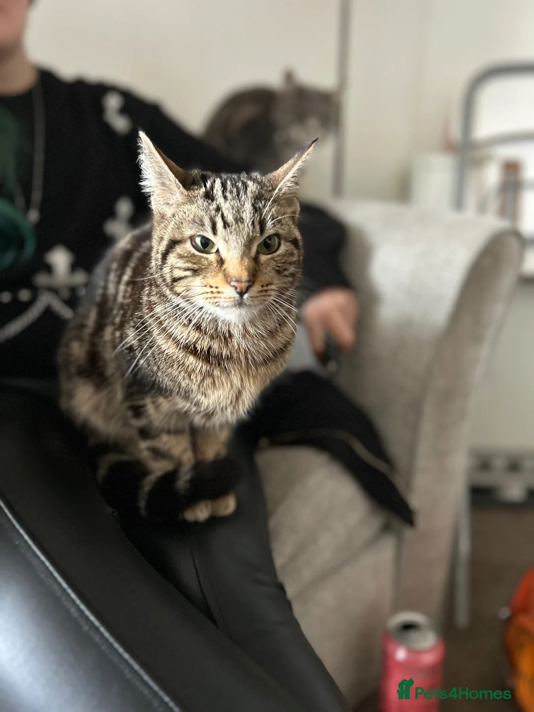 Mixed Breed cats for sale:  Millie in Skegness - Advert 2