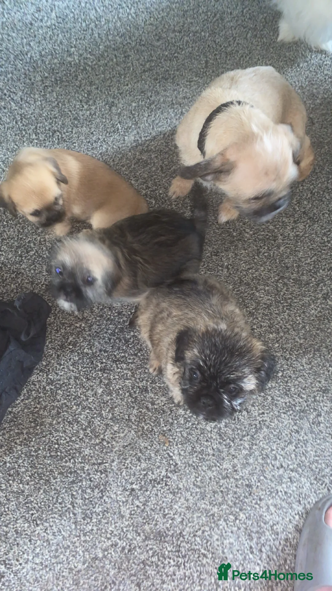 Mixed Breed dogs for sale: Border Terrier X ShitZu Puppies  in Liverpool - Advert 10