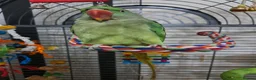 Parrots birds for sale: Alexandrine parrot in Merthyr Tydfil - Advert 4